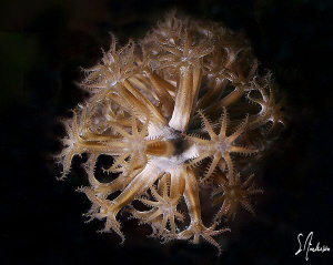 This image of the polyps on a Gorgonian was taken during ... by Steven Anderson 